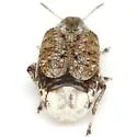Texas Ebony Bruchid - photo 5