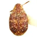 Merobruchus terani