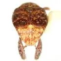 Merobruchus terani - photo 2