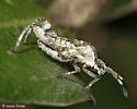 Merocoris curtatus