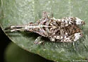 Merocoris curtatus - photo 2