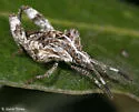 Merocoris curtatus - photo 3