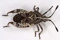 Merocoris curtatus - photo 4