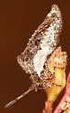 Merocoris distinctus