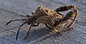Merocoris distinctus - photo 3