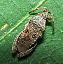 Merocoris distinctus - photo 4