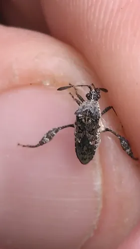 Merocoris typhaeus