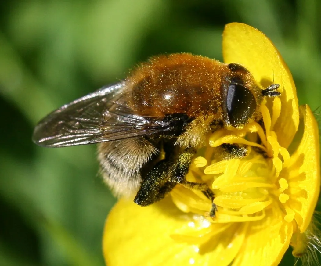Narcissus Bulb Fly - photo 2