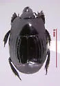 Merohister arboricavi