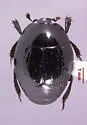 Merohister osculatus
