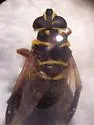Meromacrus acutus - Meromacrus acutus