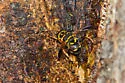 Meromacrus acutus - photo 2
