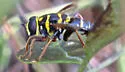Meromacrus acutus - photo 3