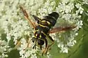 Meromacrus acutus - photo 4