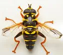 Meromacrus acutus - photo 5