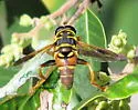 Meromacrus gloriosus