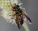Meromacrus gloriosus - photo 2