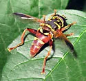 Meromacrus gloriosus - photo 4