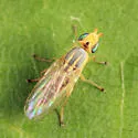 Meromyza americana