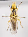Meromyza americana - photo 2