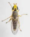 Meromyza americana - photo 4