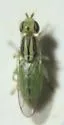 Meromyza communis