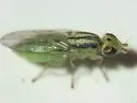 Meromyza communis - photo 2