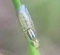 Meromyza communis - photo 3