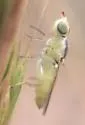 Meromyza communis - photo 4