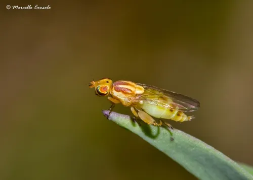 Meromyza femorata
