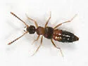 Meronera venustula - Meronera venustula
