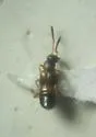 Meronera venustula - photo 2