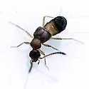 Meronera venustula - photo 3