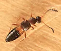 Meronera venustula - photo 4