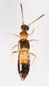 Meronera venustula - photo 5