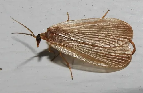 Forcepfly - photo 3
