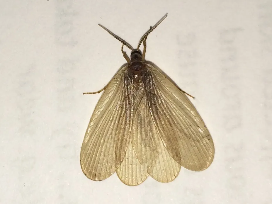 Forcepflies - Meropeidae
