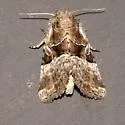 Newman's Brocade Moth - Hodges#9428 - Meropleon ambifusca