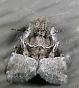 Newman's Brocade Moth - Hodges#9428 - photo 2