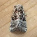 Newman's Brocade Moth - Hodges#9428 - photo 4