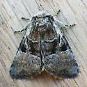 Newman's Brocade Moth - Hodges#9428 - photo 5