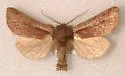 Meropleon cinnamicolor - Hodges#9425.1