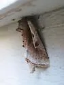 Meropleon cosmion - Hodges#9425