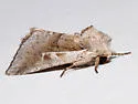 Meropleon cosmion - Hodges#9425 - photo 3