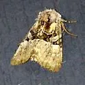Multicolored Sedgeminer - Hodges#9427 - photo 2
