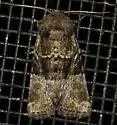 Multicolored Sedgeminer - Hodges#9427 - photo 3