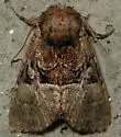 Multicolored Sedgeminer - Hodges#9427 - photo 4