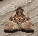 Multicolored Sedgeminer - Hodges#9427 - photo 5