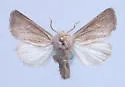 Meropleon linae - Hodges#9425.2