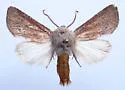 Meropleon linae - Hodges#9425.2 - photo 2